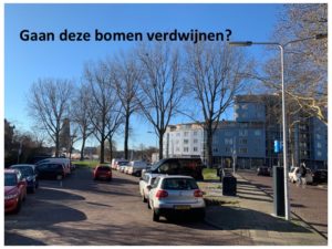 Lees meer over het artikel Worden er 3 bomen op het Schuttersveld gekapt?