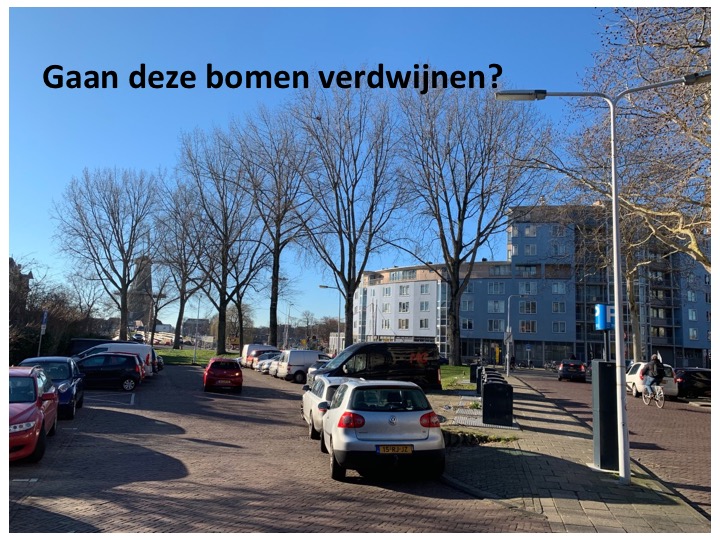 Lees meer over het artikel Worden er 3 bomen op het Schuttersveld gekapt?